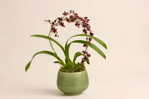 Orquídea Chocolate Premium em Vaso Elegante